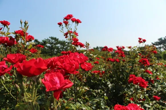 sustainability_20190731_3.webp